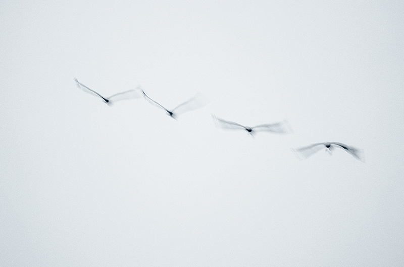 grus grus 2 i et n.jpg