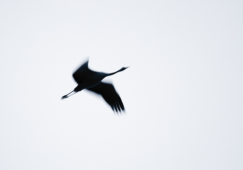 grus grus 3 i et n.jpg