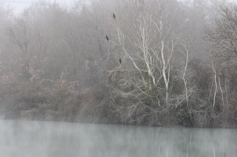 brouillard_3.jpg