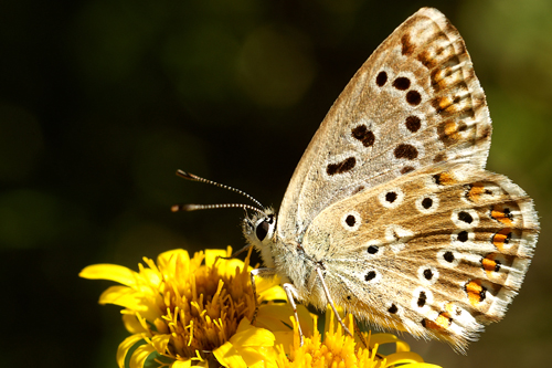 papillon 1.JPG