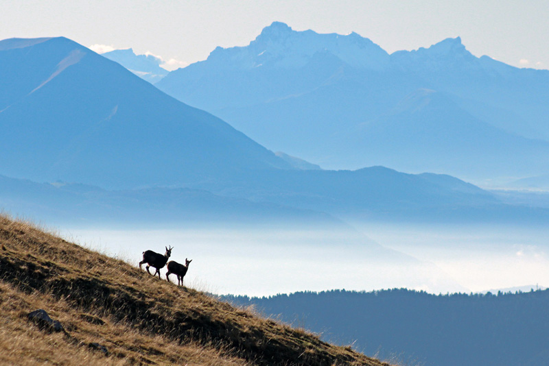 1 Chamois et horizon-800.jpg