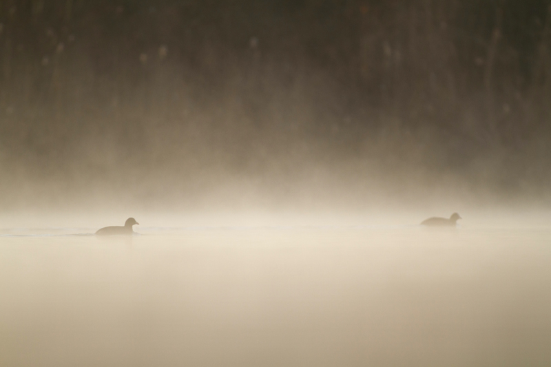 _MG_1487.jpg