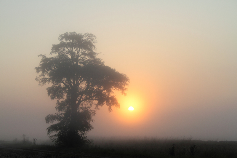_MG_5447.jpg