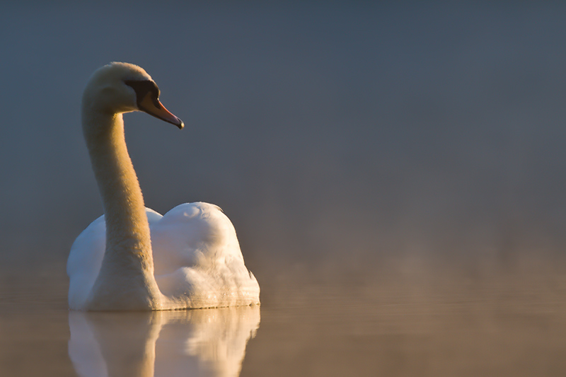 Cygne.jpg