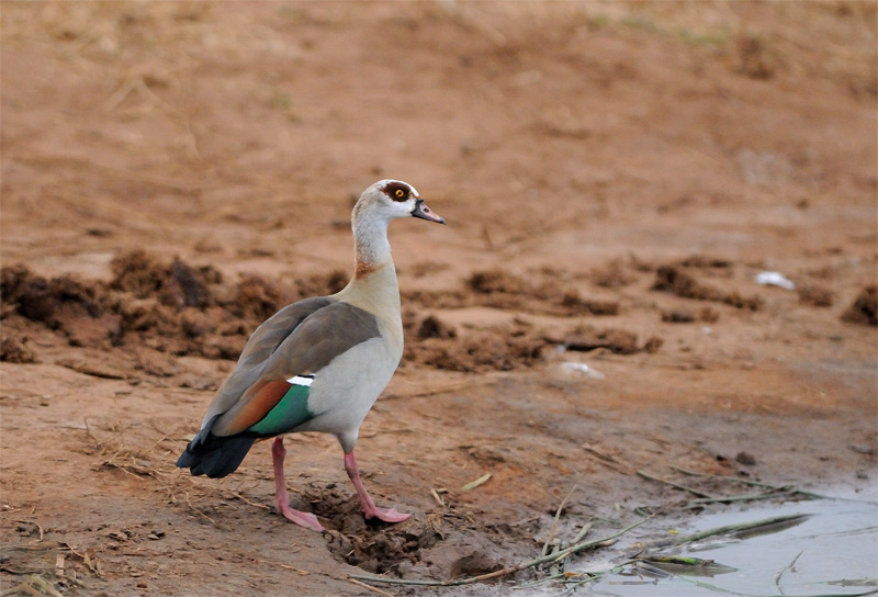 DSC_2784.jpg