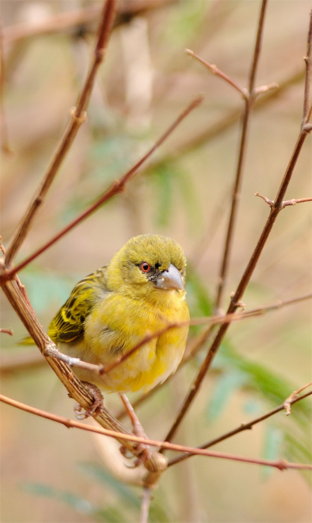 DSC_2918.jpg