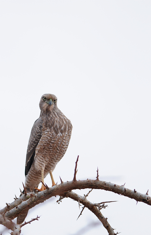 DSC_2939.jpg