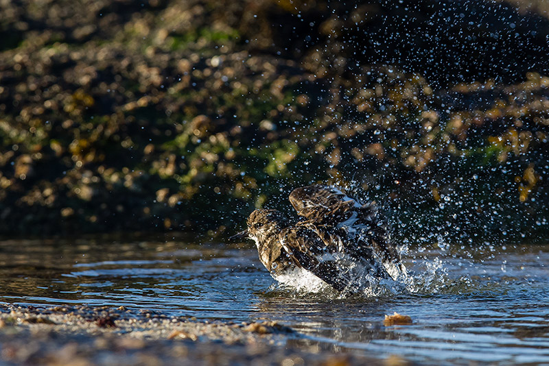 2013 12-08 082 _ Phare De Gatteville _ Cotentin _ Bain oiseaux1.jpg
