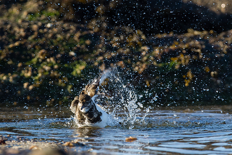 2013 12-08 087 _ Phare De Gatteville _ Cotentin _ Bain oiseaux.jpg