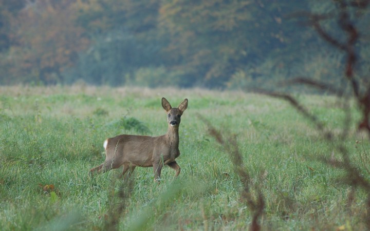 DSC_0140 (2) [].JPG