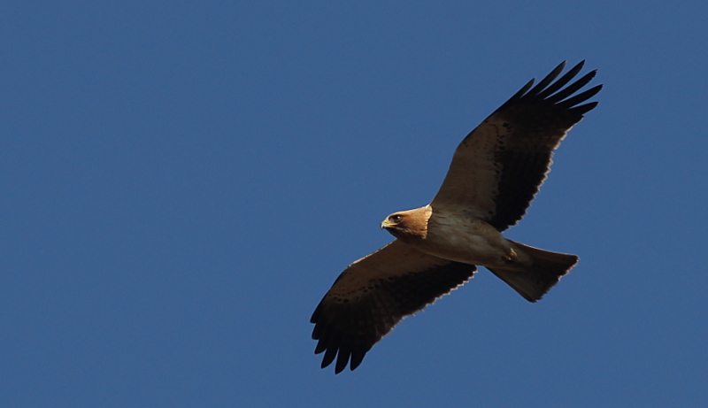 Aigle Botté 2013-12.JPG