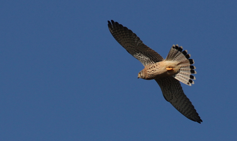 Faucon Crécerelle 2013-12.JPG