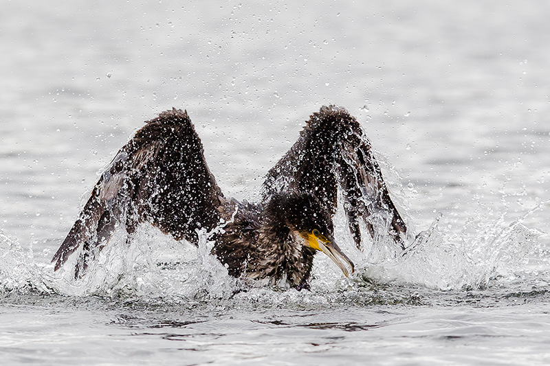 Grand cormoran - PHALACROCORACIDES - (Phalacrocorax carbo) _ Carentan _ 009.jpg