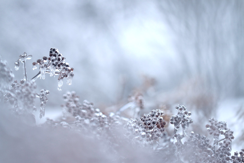 Décembre 8545-01-2013.jpg