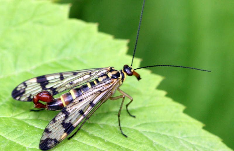 Macro 4 199_1.jpg