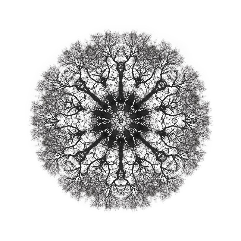 F_IN Chass arbreFS12 kaleido 07.jpg