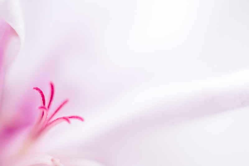 7-Gerbe rose.jpg
