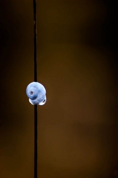 escargot.jpg