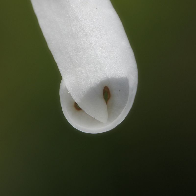 Dame blanche.jpg