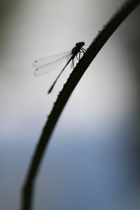 agrion.JPG