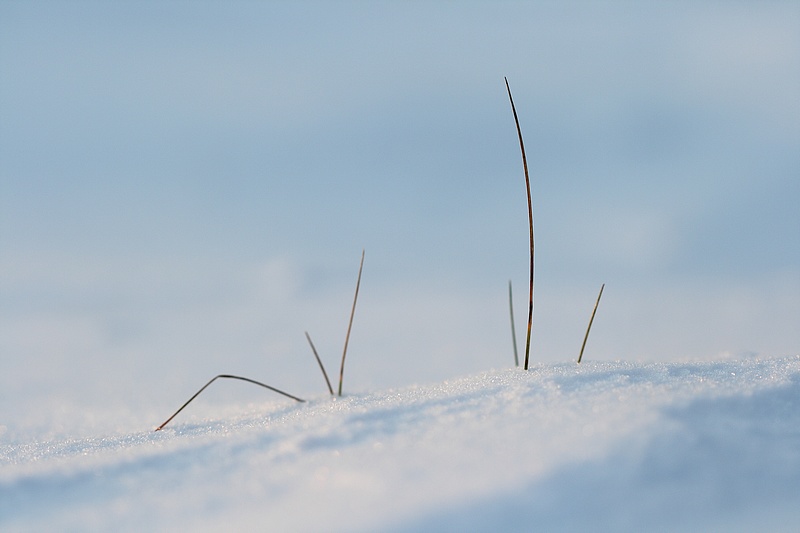 herbe.JPG