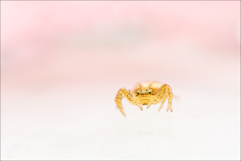 SeW-Araignée--crabe-juvénile-I-I&N.jpg