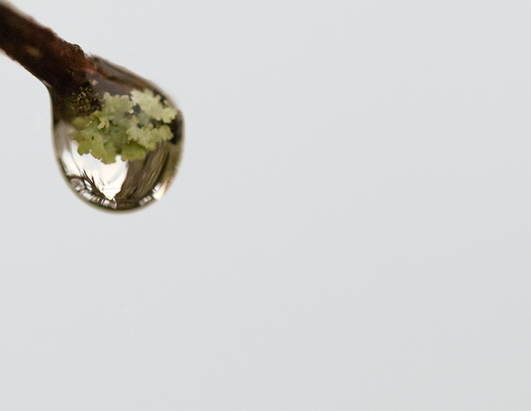 goutte lichen i et n.jpg
