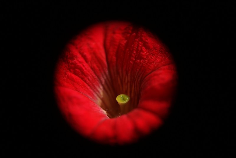 Fleur.JPG