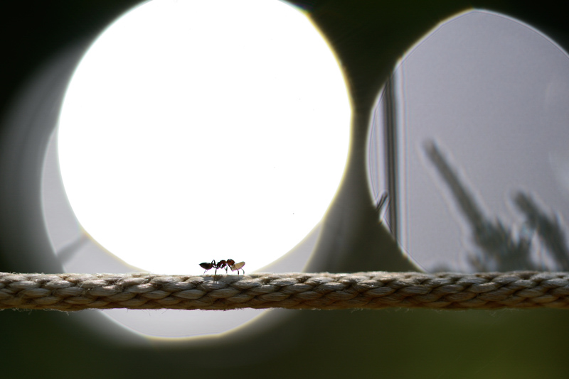 fourmis 2.jpg