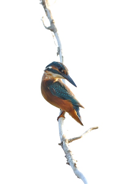 Martin-pêcheur.jpg