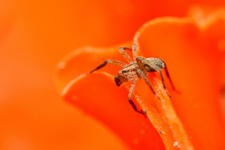 Pardosa femelle sur pézize orangée.JPG