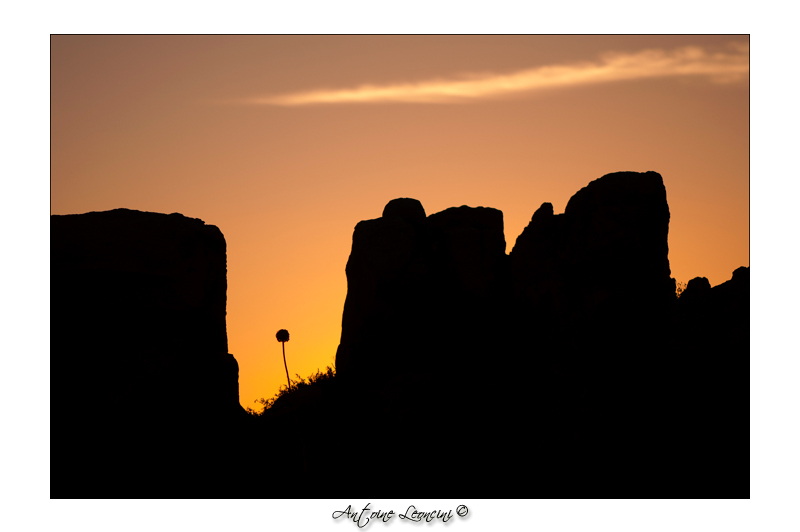 Lavezzi.jpg