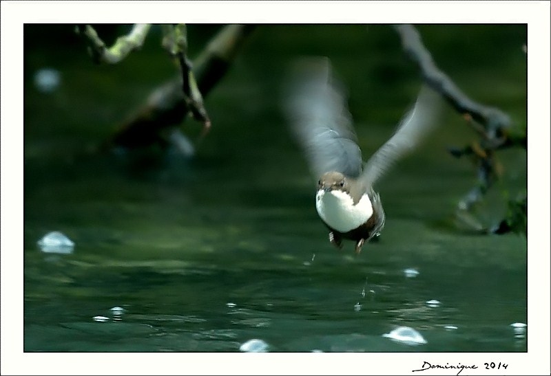 DSC_8489_filtered.jpg