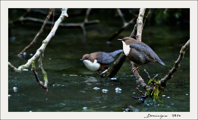 DSC_8582.JPG
