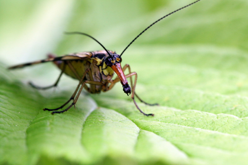 Macro 4 205_1.jpg