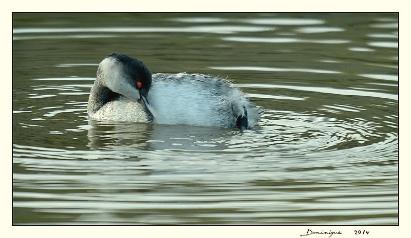DSC_9156.jpg