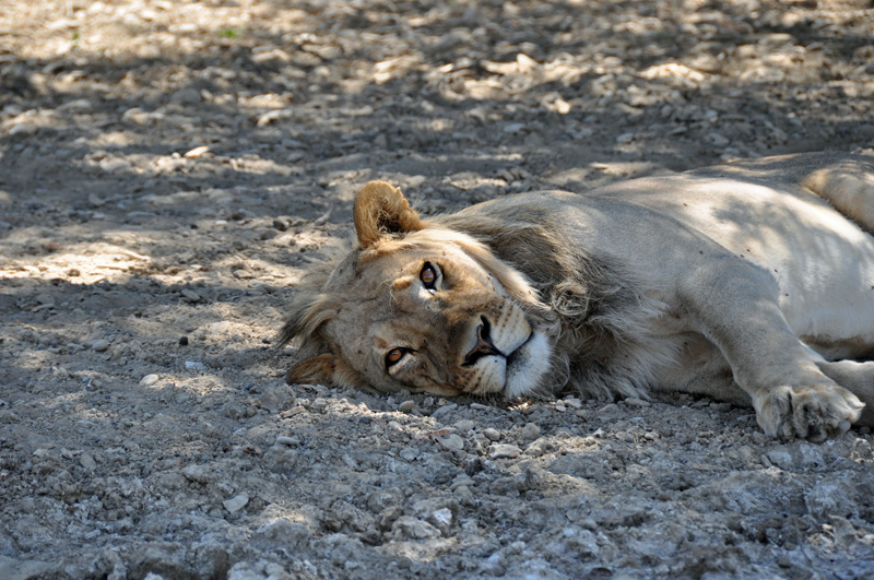 Namibie novembre 2013 D 90 191_modifié-4.jpg