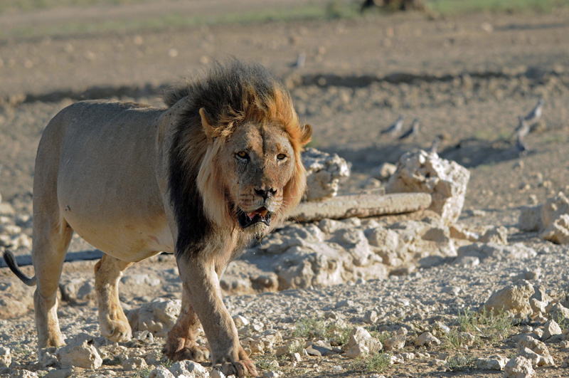 Namibie novembre 2013 D 300 912_modifié-4.jpg