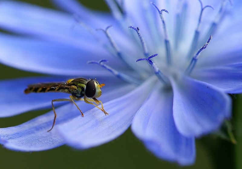 insect.jpg