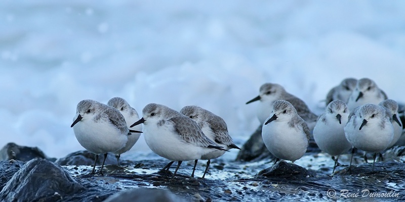 sanderling 102505phf.jpg