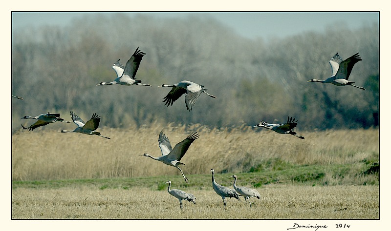 DSC_9268.JPG