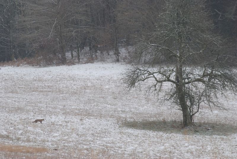 DSC_1609 def moy.jpg