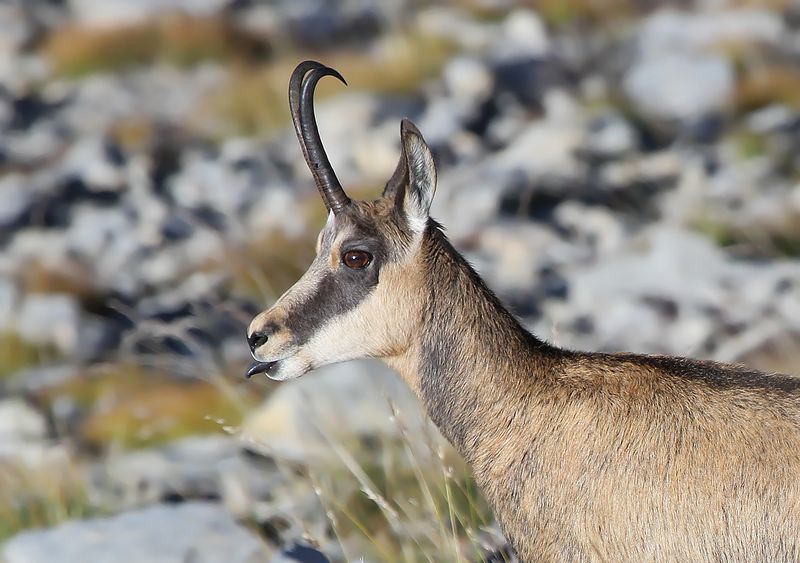 10-octobre-chamois.JPG