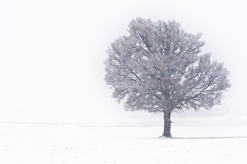 8740 800 Solitude hivernale.jpg