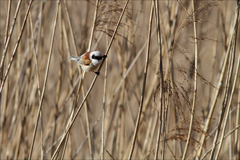 remiz penduline.jpg