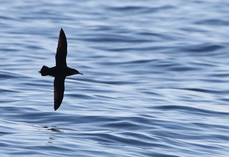 Puffin-yelkouan.jpg