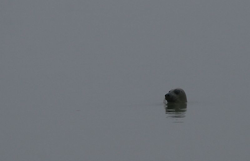 phoque-gris.JPG
