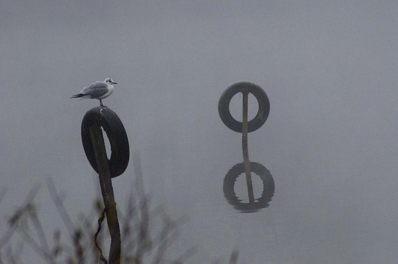 Mouette rieuse (Chroicocephalus ridibundus).jpg
