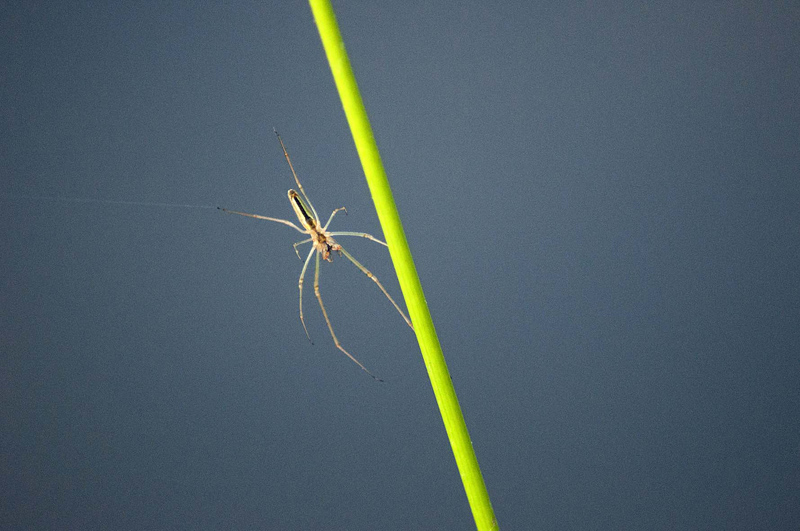 Tetragnatha extensa.jpg