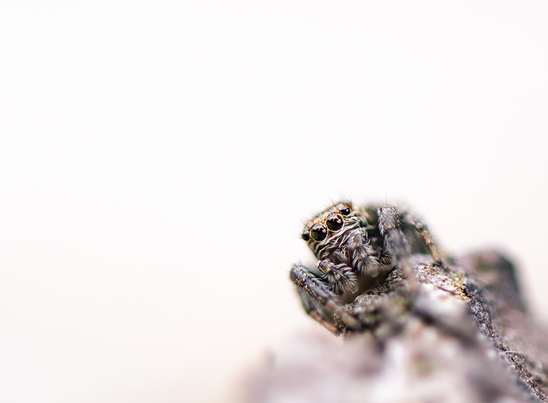 araignee-crisman_DSC3415_006.jpg